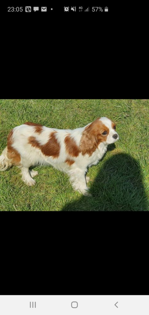 Pippa du Parc de Lormoy