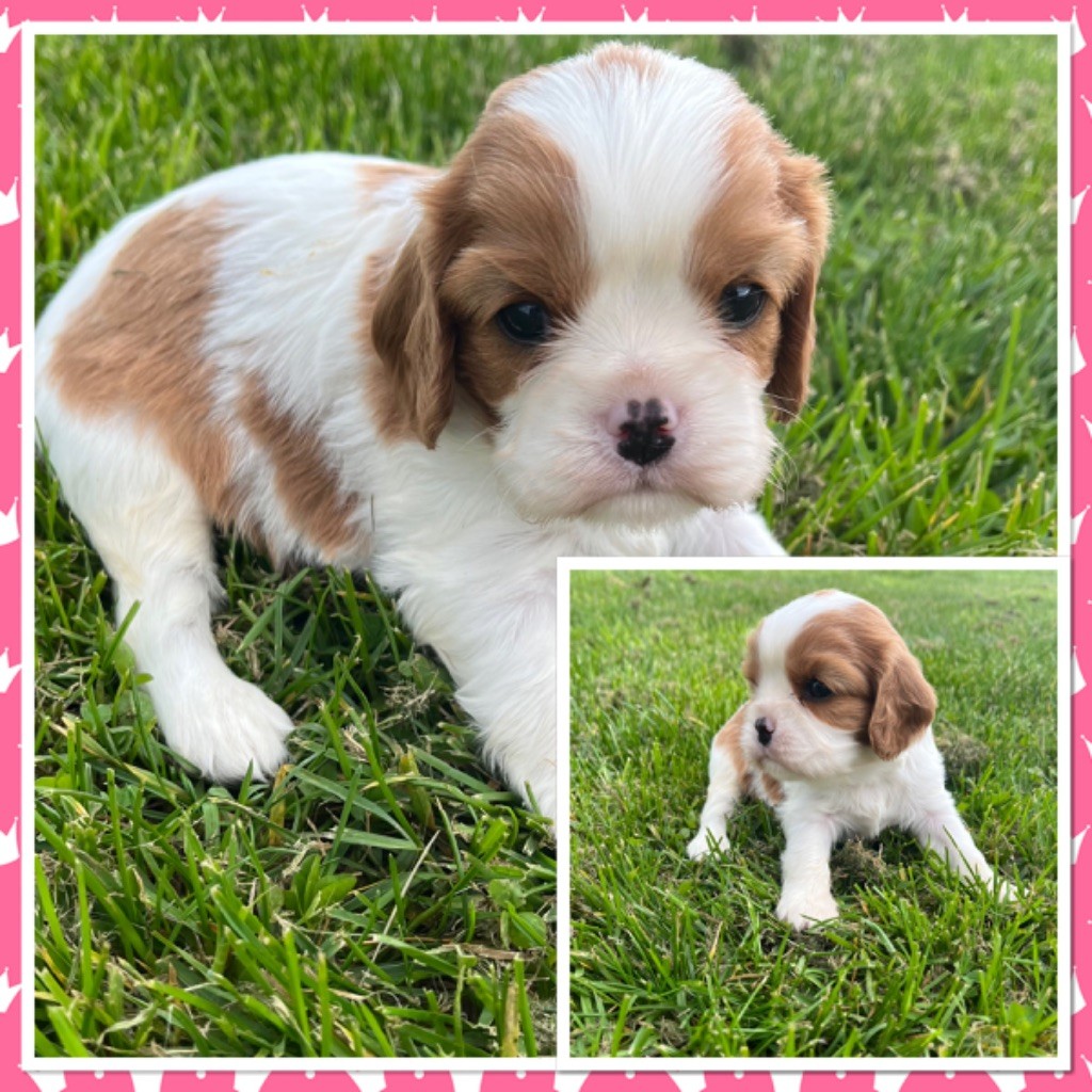 Du Val De La Licorne - Chiots disponibles - Cavalier King Charles Spaniel