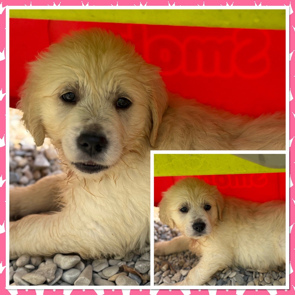 Du Val De La Licorne - Chiots disponibles - Golden Retriever