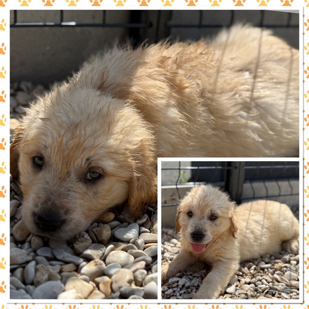 Du Val De La Licorne - Chiots disponibles - Golden Retriever