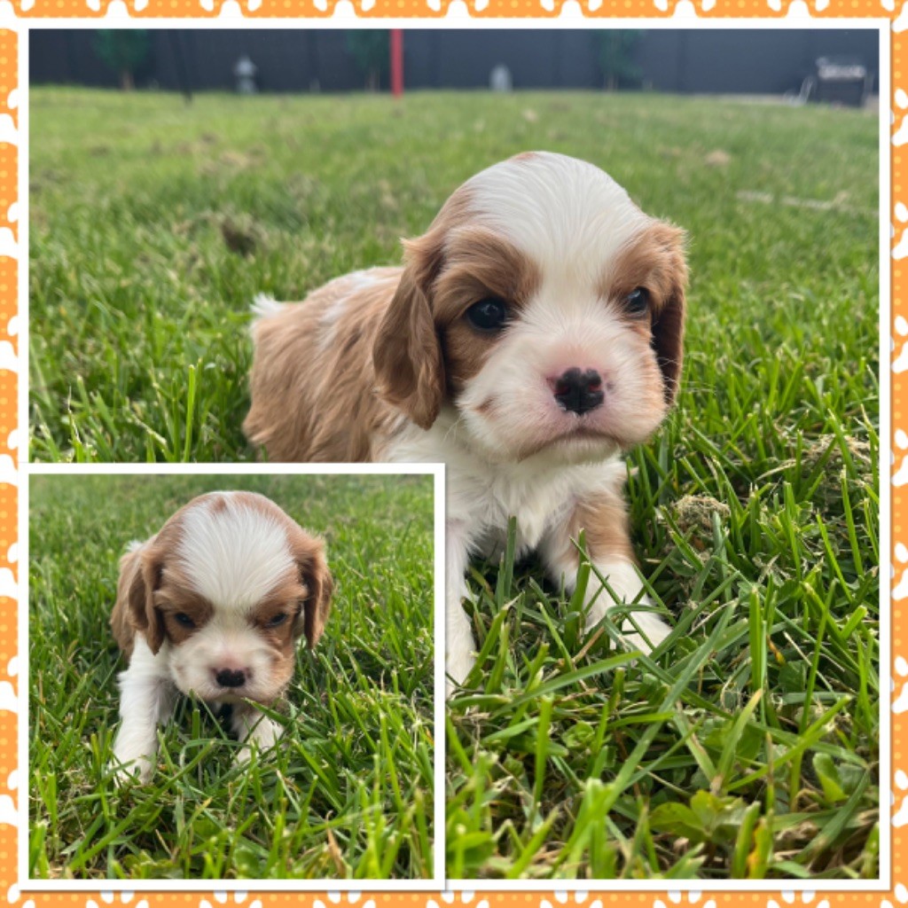 Du Val De La Licorne - Chiots disponibles - Cavalier King Charles Spaniel