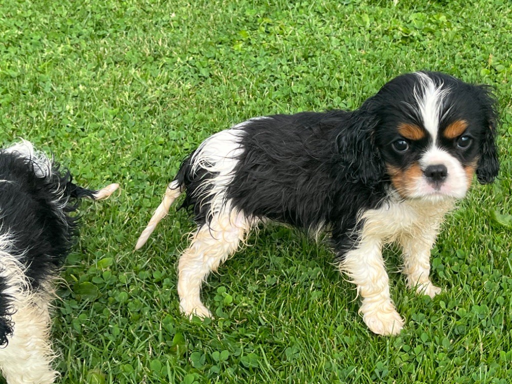 Du Val De La Licorne - Chiots disponibles - Cavalier King Charles Spaniel