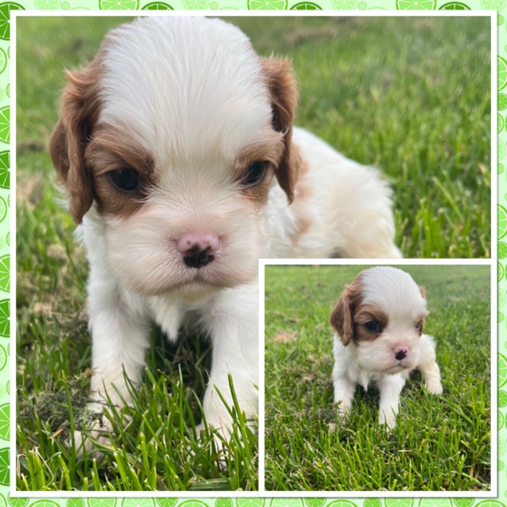 Du Val De La Licorne - Chiots disponibles - Cavalier King Charles Spaniel