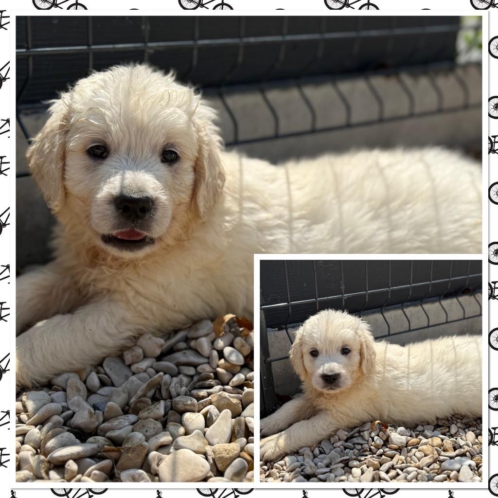 Du Val De La Licorne - Chiots disponibles - Golden Retriever