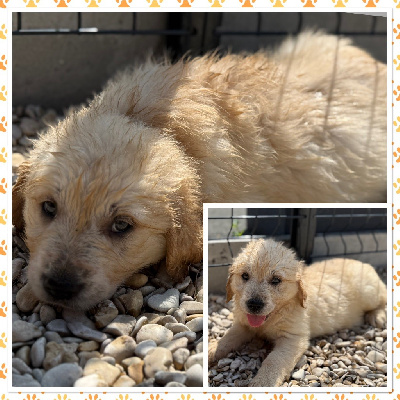 CHIOT 1