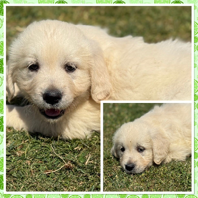 CHIOT 3
