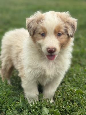 CHIOT 3