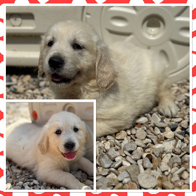 CHIOT 5