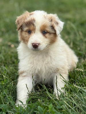 CHIOT 4