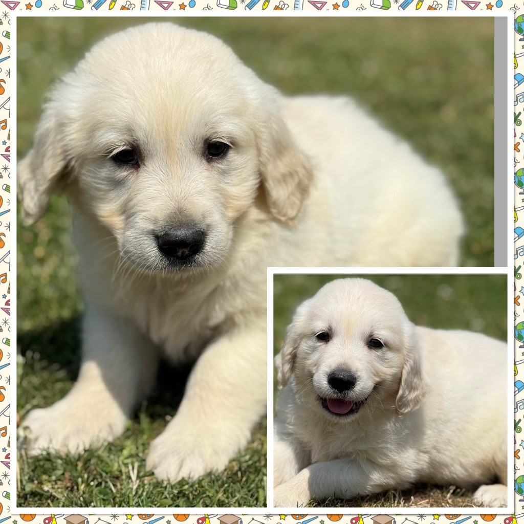 Du Val De La Licorne - Chiots disponibles - Golden Retriever