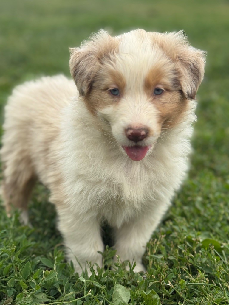 Du Val De La Licorne - Chiots disponibles - Berger Australien
