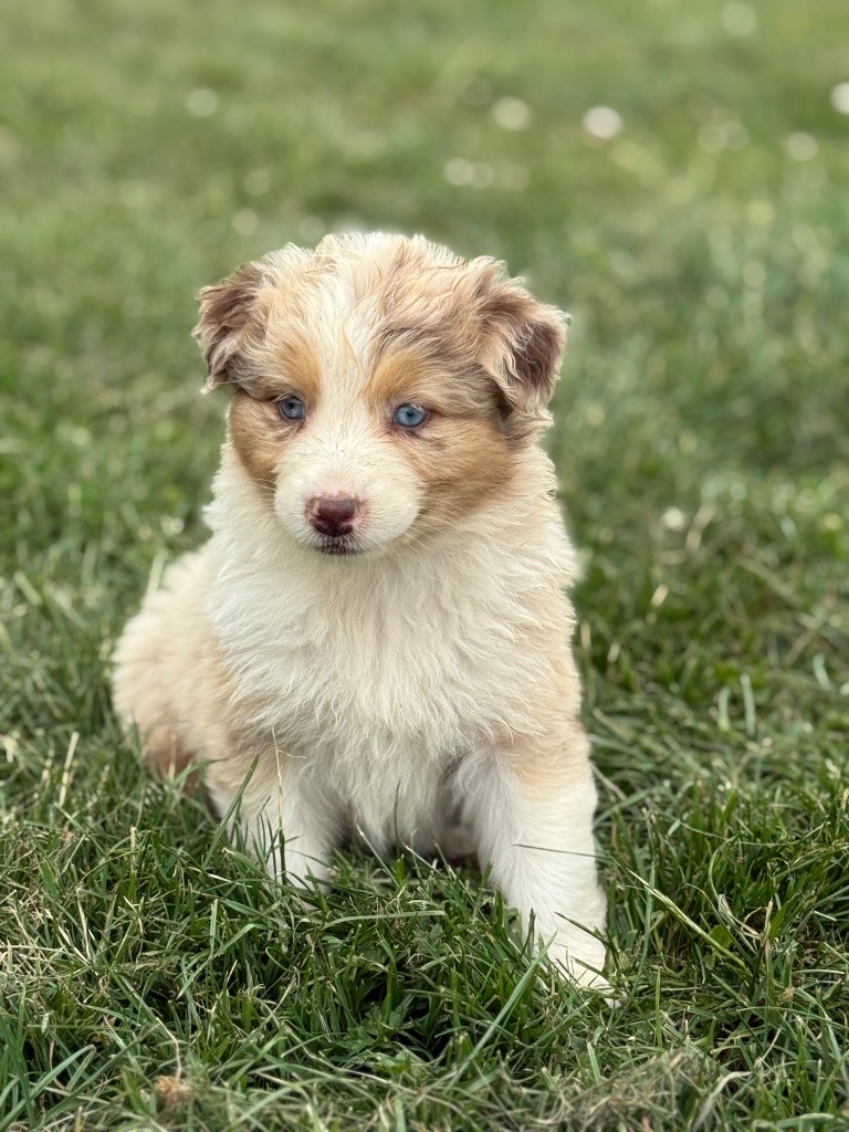 Du Val De La Licorne - Chiots disponibles - Berger Australien