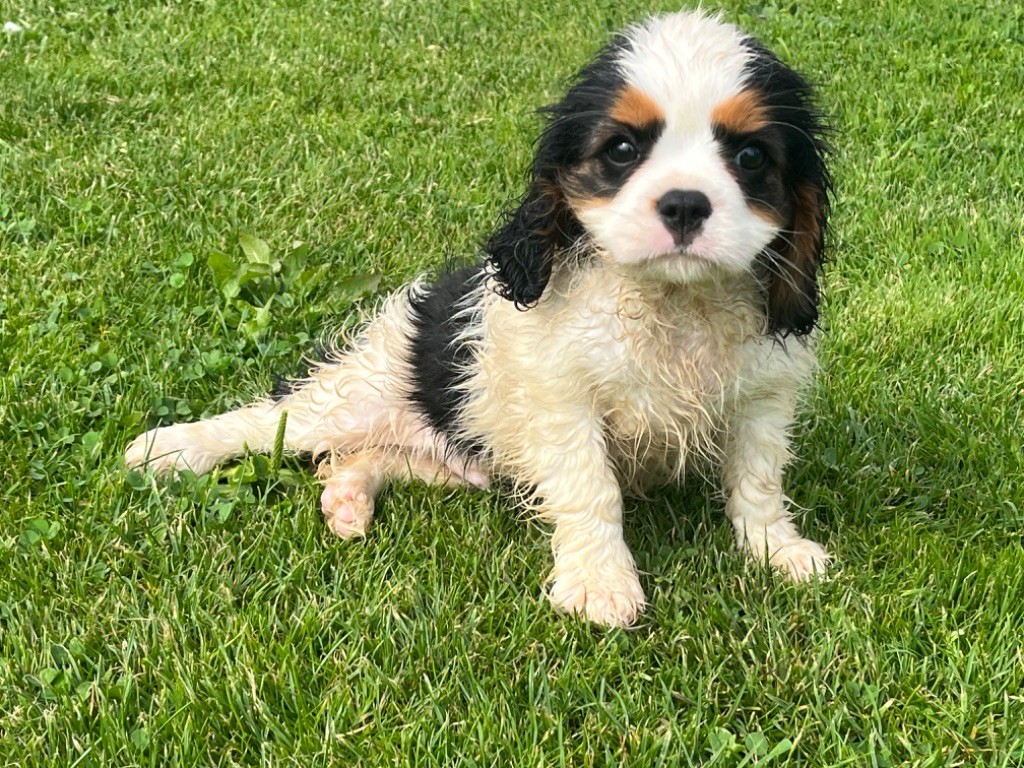 Du Val De La Licorne - Chiots disponibles - Cavalier King Charles Spaniel