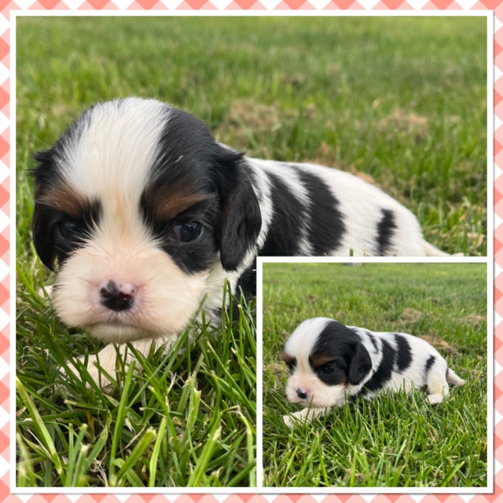 Du Val De La Licorne - Chiots disponibles - Cavalier King Charles Spaniel