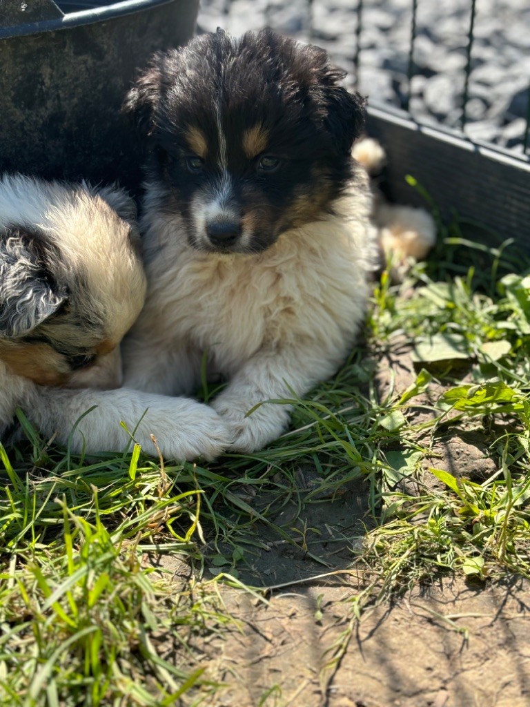 Du Val De La Licorne - Chiots disponibles - Berger Australien