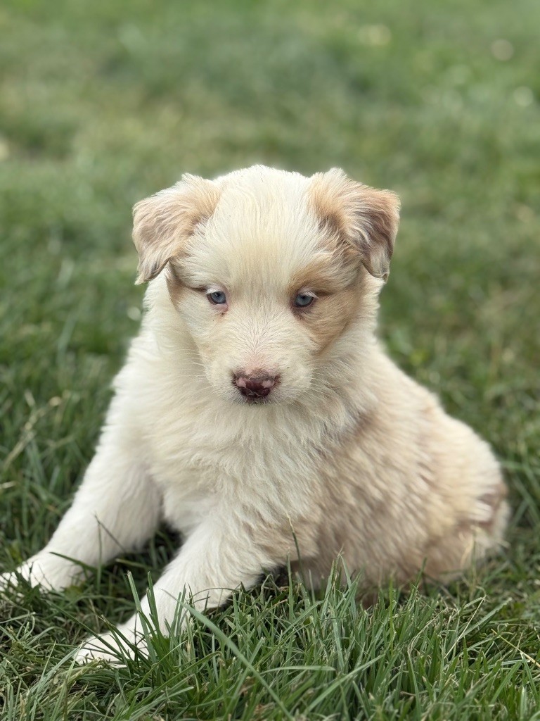 Du Val De La Licorne - Chiots disponibles - Berger Australien