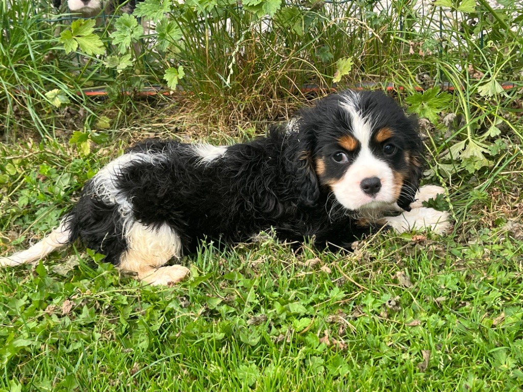 Du Val De La Licorne - Chiots disponibles - Cavalier King Charles Spaniel