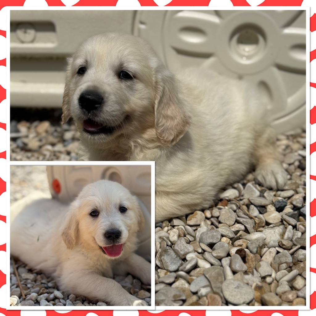Du Val De La Licorne - Chiots disponibles - Golden Retriever