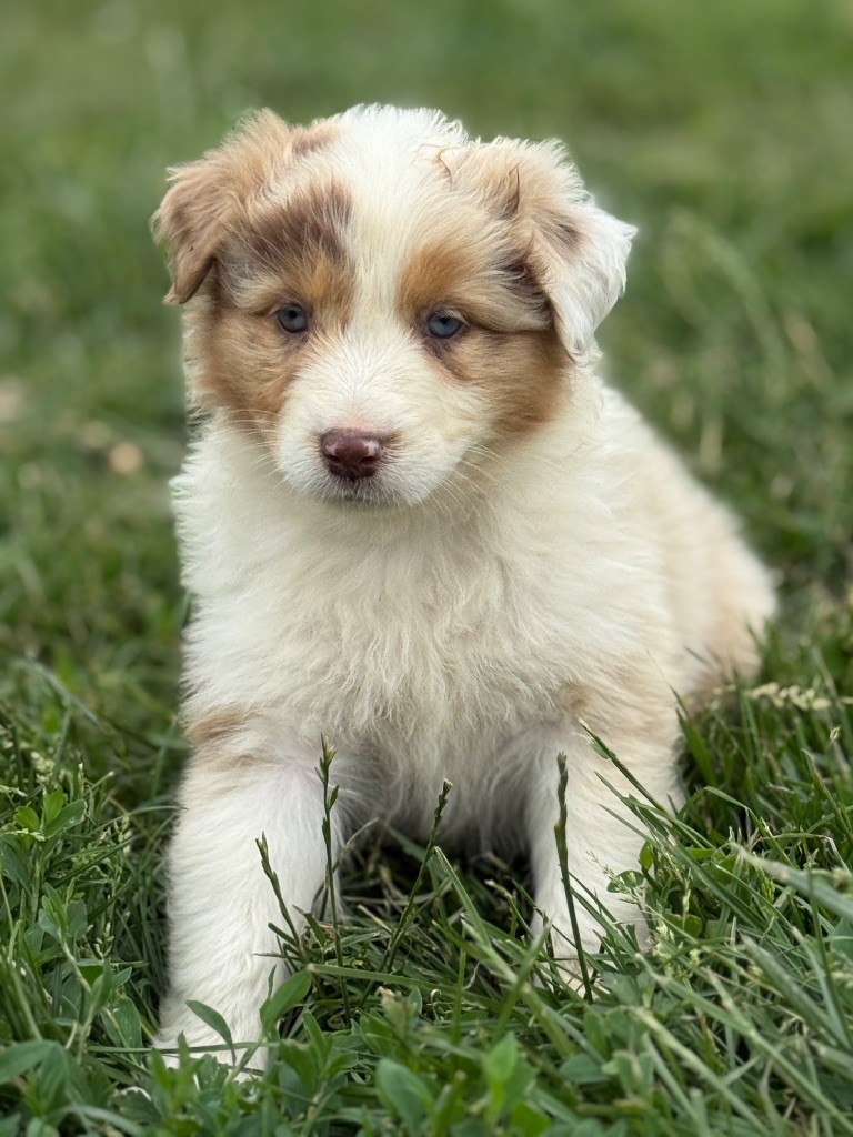Du Val De La Licorne - Chiots disponibles - Berger Australien