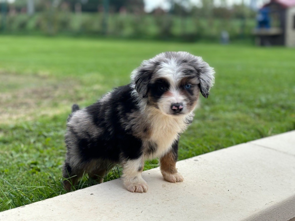 Du Val De La Licorne - Chiots disponibles - Berger Américain Miniature 