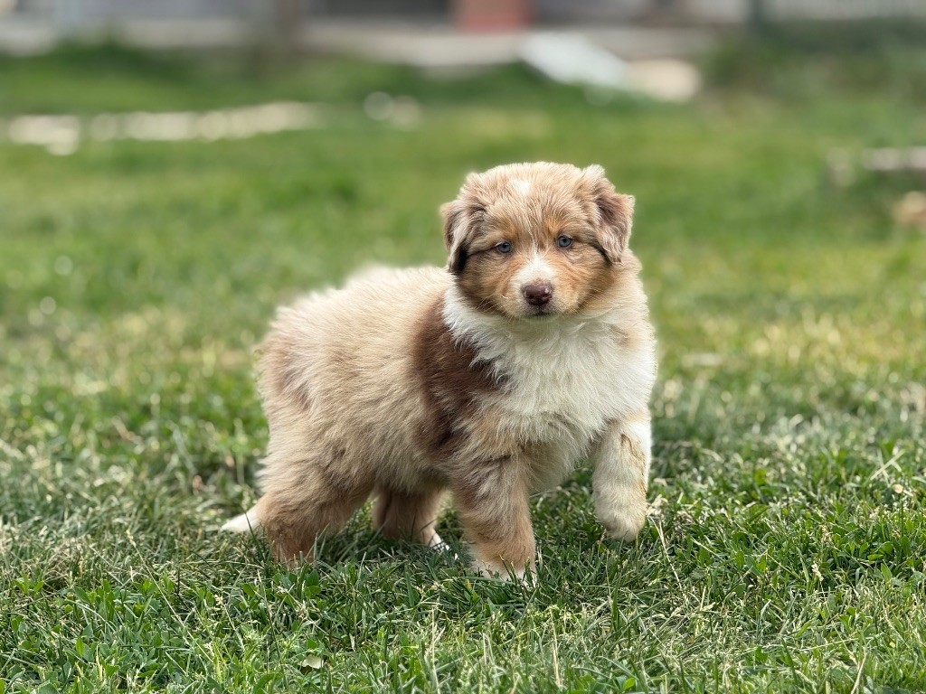 Du Val De La Licorne - Chiots disponibles - Berger Australien